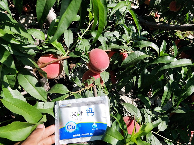 果樹補鈣用什么鈣肥好？
