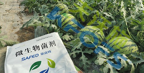 西瓜用微生物菌劑，能達(dá)到什么效果？