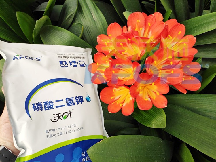 花卉用這款磷酸二氫鉀，效果不一般！