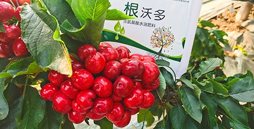 大櫻桃水溶肥廠家哪家好？這樣的才更可靠！