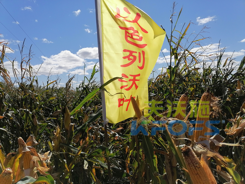 玉米打什么葉面肥增產(chǎn)？解你所惑！