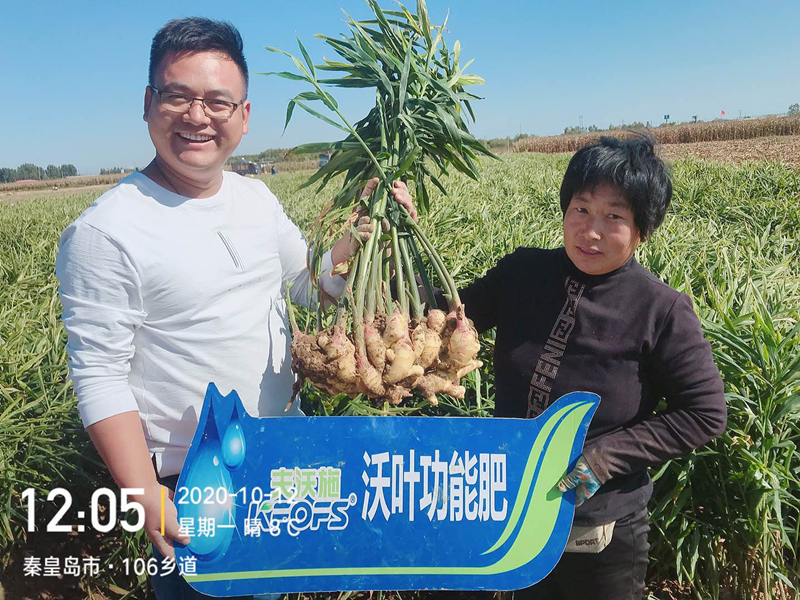 微生物菌劑為何要在大姜上全程使用？