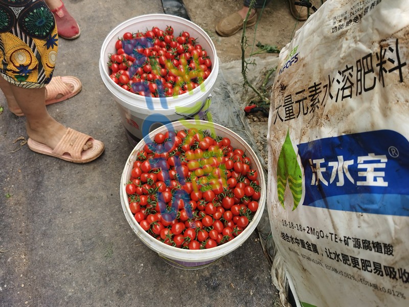 這款大量元素水溶肥，看完為何都很心動(dòng)？