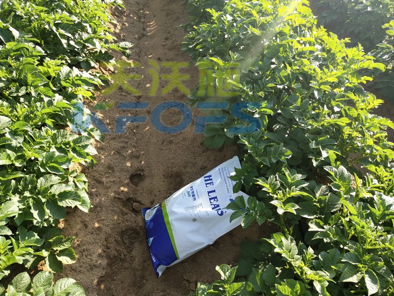 8年種植經(jīng)驗老農(nóng)說，種土豆用什么肥料好！