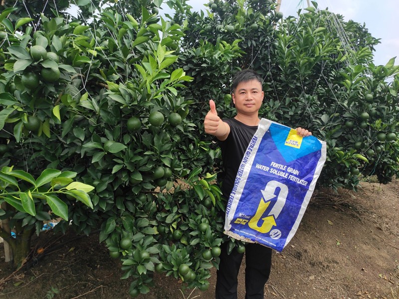 臍橙果期怎樣用顆粒水溶肥效果好？