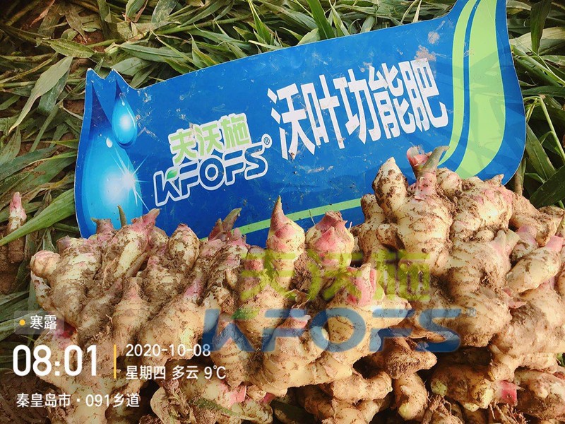 水溶肥批發(fā)時，不能錯過的好廠家