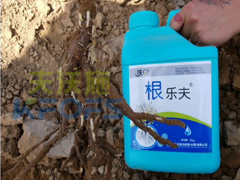 水溶肥越來越難做，他竟然能如此輕松？讓我們一探究竟！