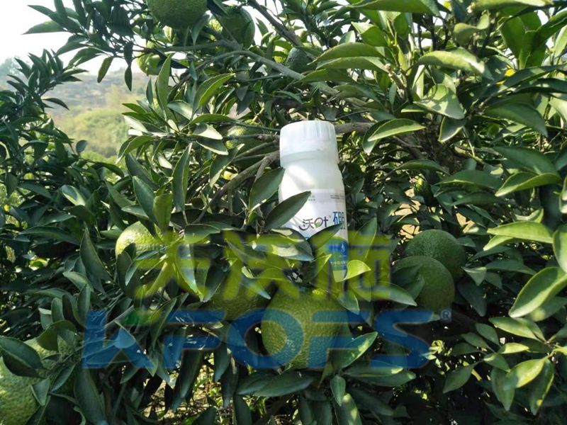 使用硼肥對植物有哪些好處？