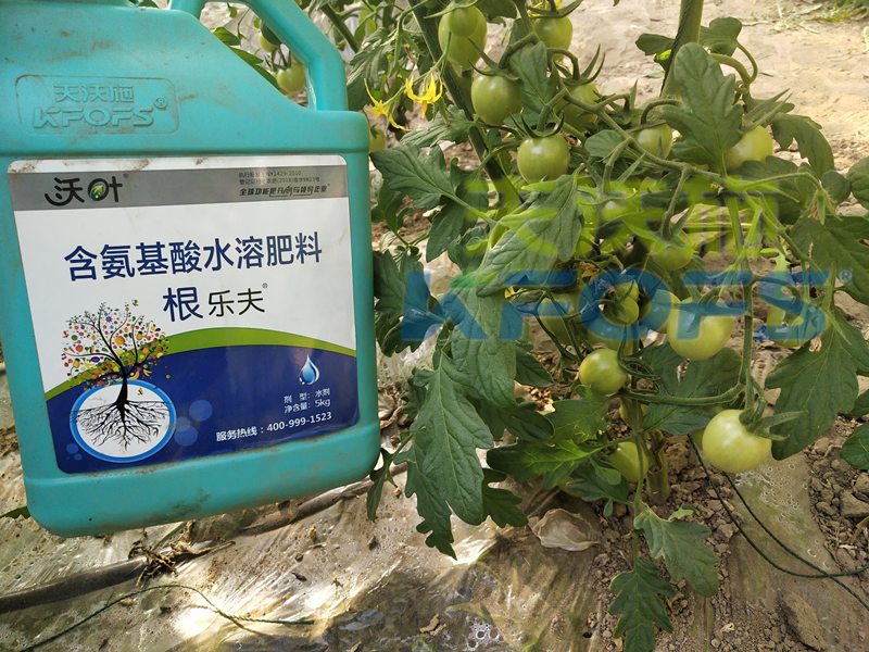 這款沃葉水溶肥效果怎么樣？