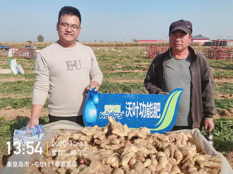 生姜用什么肥料才高產(chǎn)？純經(jīng)驗！