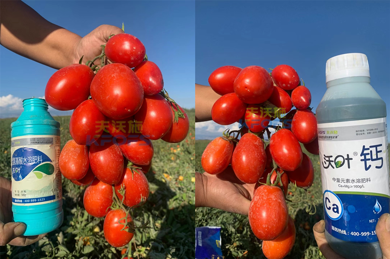 西紅柿水溶肥怎么用？哪家的好？