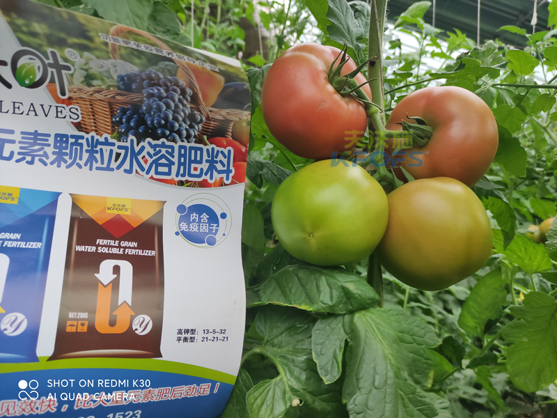 西紅柿果實膨大快用什么肥料？且聽種植者怎么說！