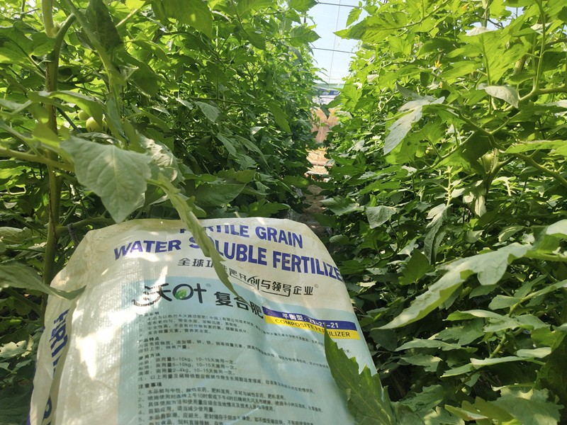 顆粒水溶肥優(yōu)勢明顯，效果突出
