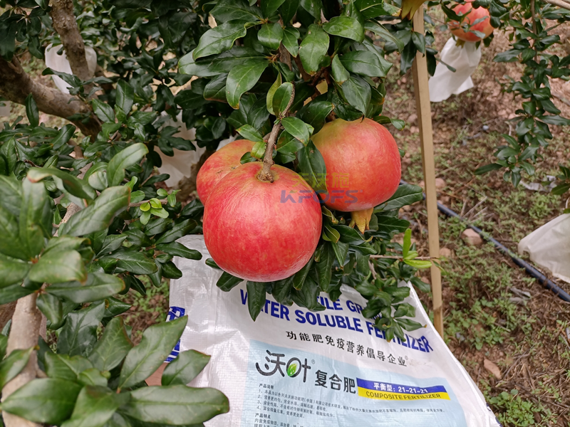 石榴樹施什么肥料好？經(jīng)驗(yàn)總結(jié)！