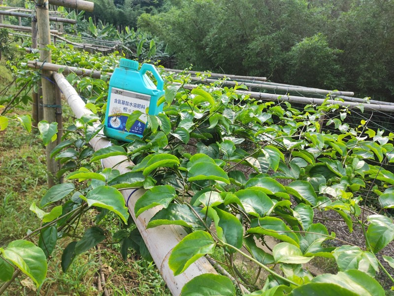 生根劑的配方不同，對根系會有影響嗎