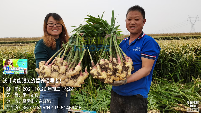 種大姜用什么肥料好？姜農(nóng)區(qū)都愛用沃葉！