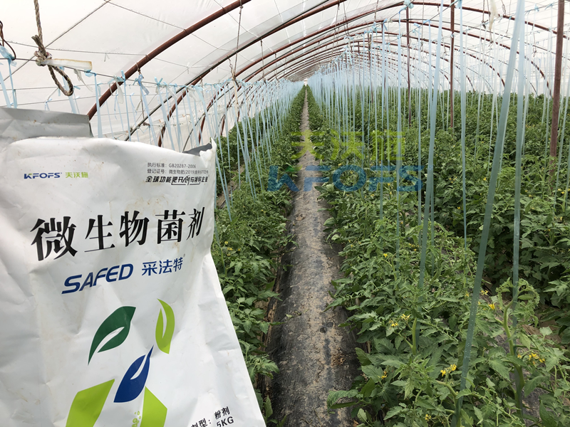 蔬菜施什么肥長得又快又好？張老板說采法特！