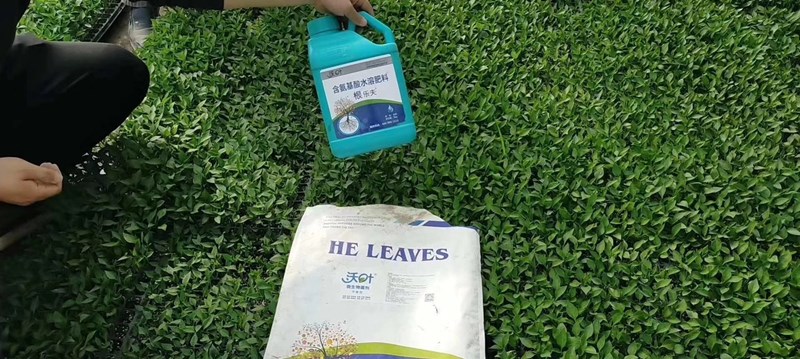 水溶肥-辣椒苗用戶沃葉根樂(lè)夫+菌劑效果.jpg