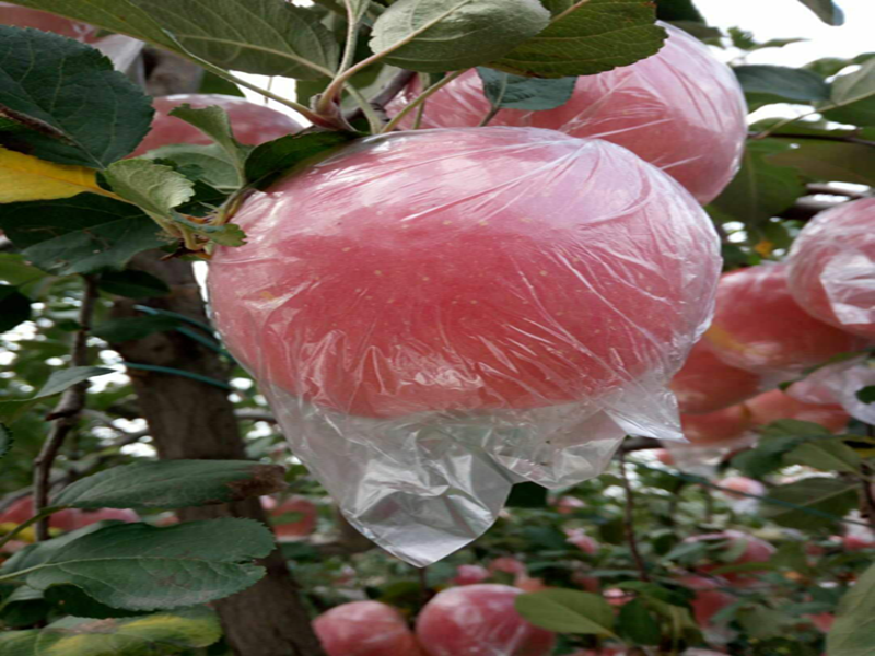 水溶肥-蘋(píng)果施用沃葉鈣肥效果.png