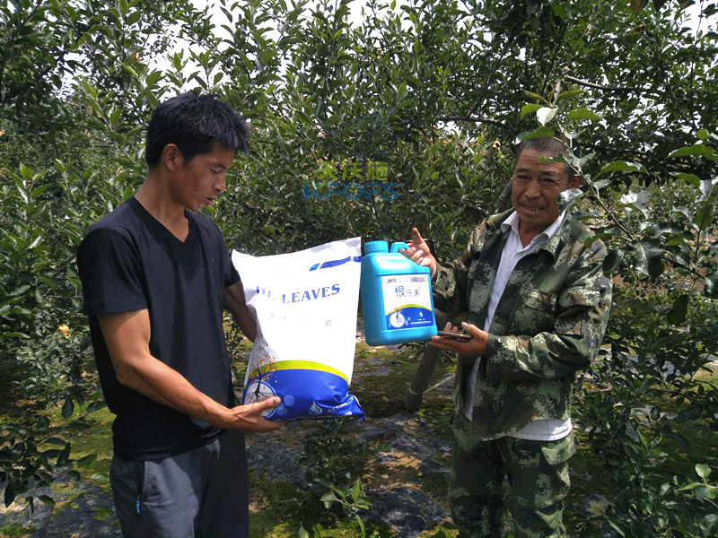 水溶肥-果樹用沃葉水溶肥效果.png
