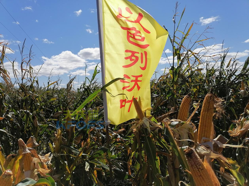 玉米追肥用什么肥料好？這款都說(shuō)好！