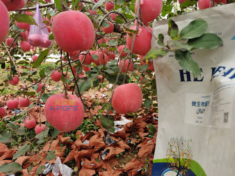 水溶肥果樹用效果好不好？
