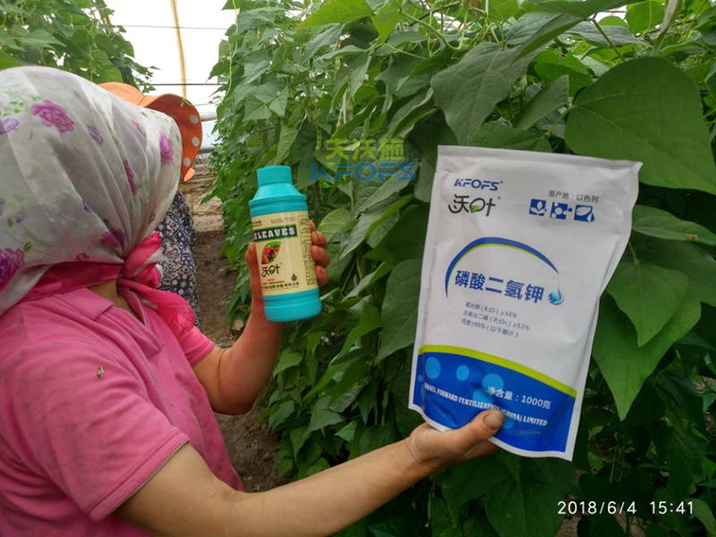 豆角需要什么樣的沖施肥？