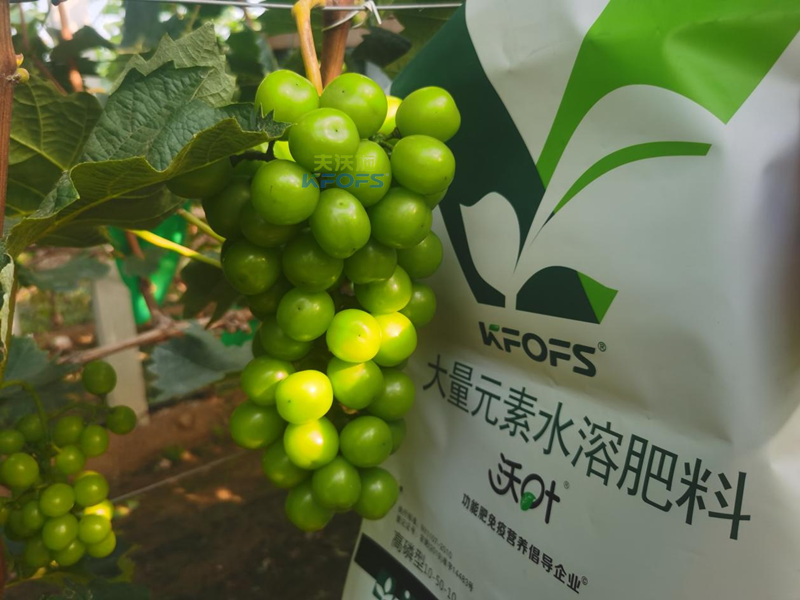 葡萄結(jié)果期用哪款水溶肥效果好？
