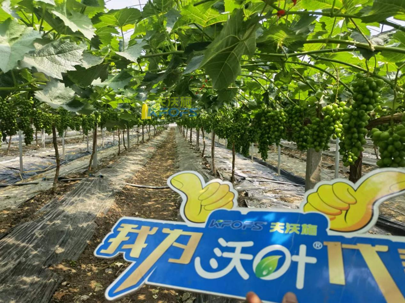 水溶肥在選擇之前，要注意哪幾點？