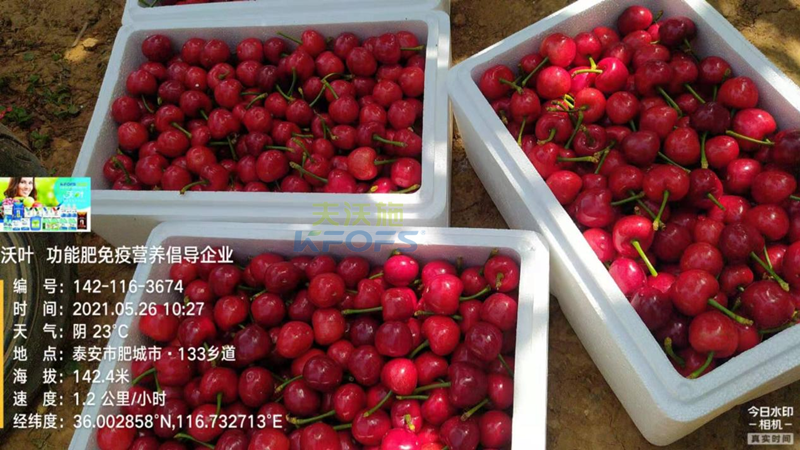櫻桃施什么肥效果好？