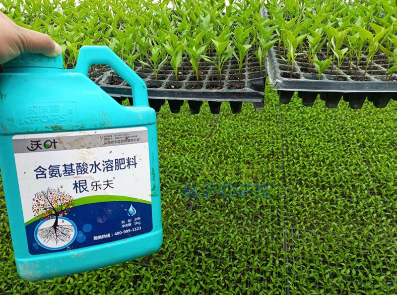 辣椒用什么肥料-沃葉根樂(lè)夫.png