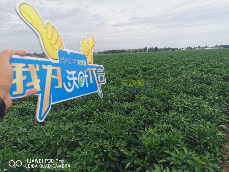 辣椒用什么肥料效果好？