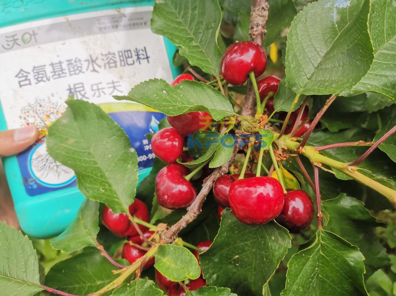 水溶肥哪家好？為何他們選沃葉？