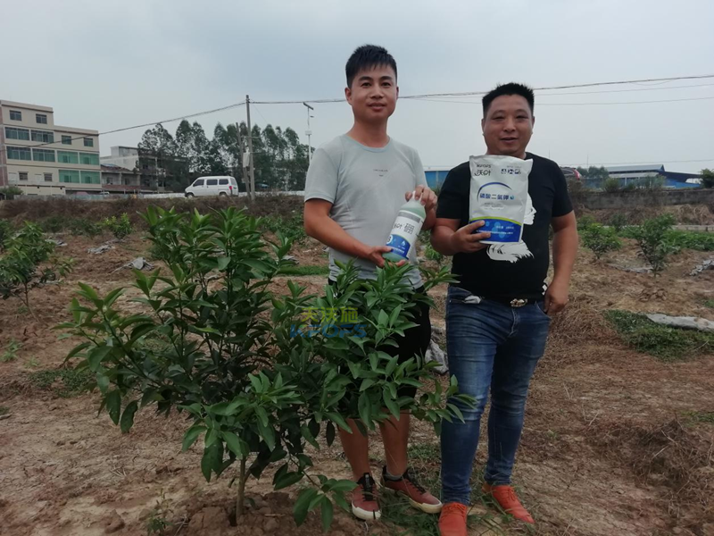 柑橘小樹苗用什么肥好？各節(jié)點用肥技術