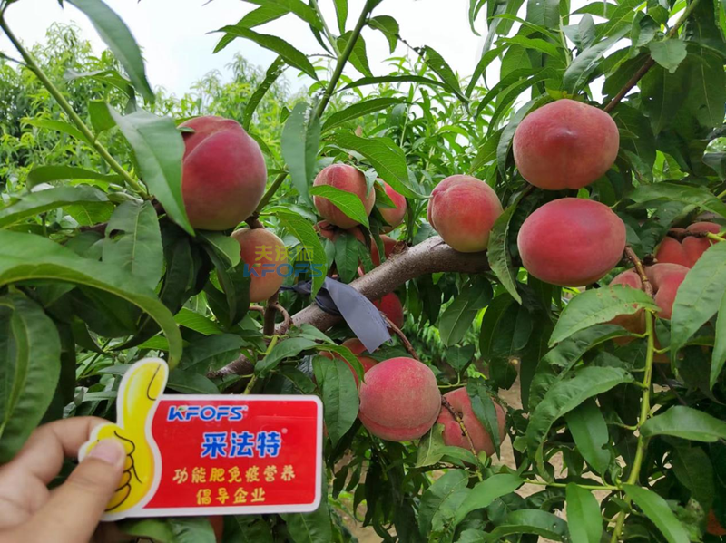 桃樹施什么肥料好？