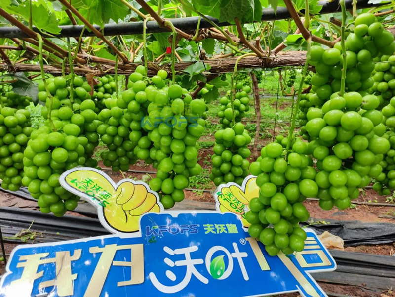 陽光玫瑰葡萄用什么肥料好？