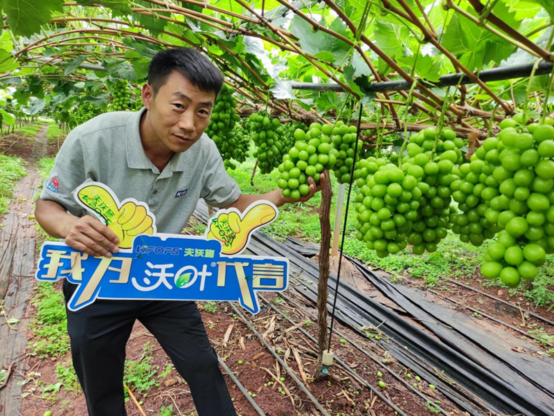新栽葡萄施肥技術(shù)，附種植條件
