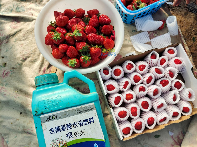 生根劑哪家好？劉老板就選沃葉