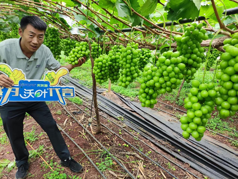 葡萄樹施什么肥？