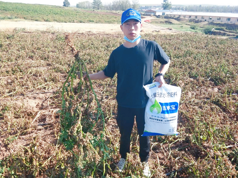大量元素水溶肥用在土豆上效果怎么樣？