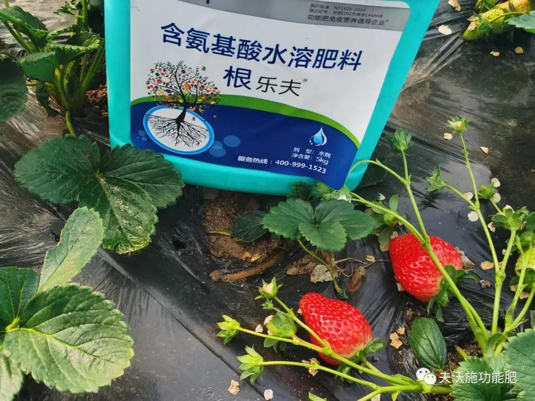 生根劑用在草莓上效果怎么樣？