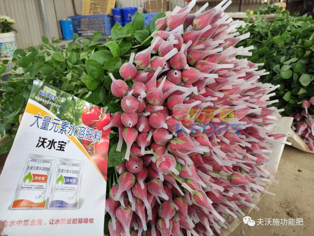 玫瑰花用什么肥料最好？-沃水寶玫瑰.jpg