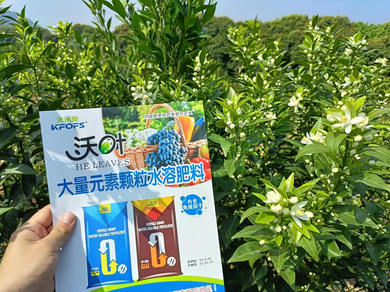 沃柑用什么效果好？夫沃施案例
