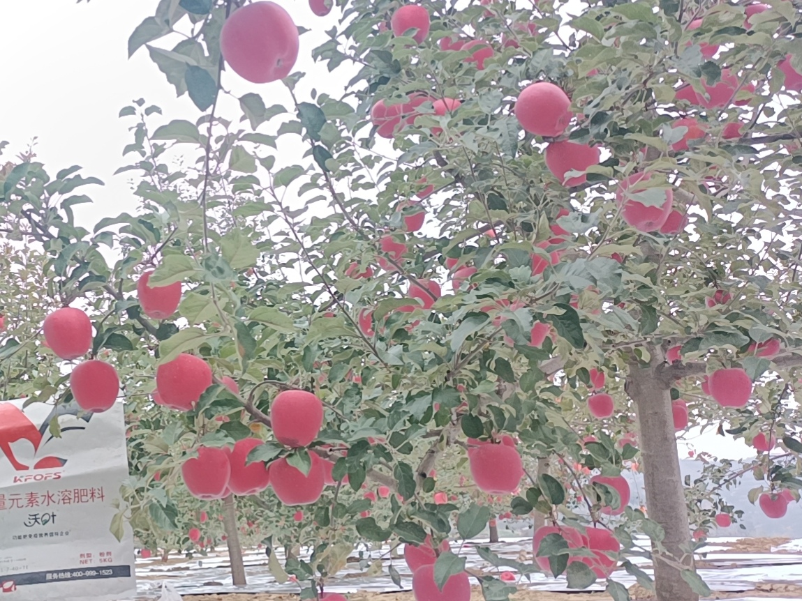 蘋果樹(shù)用什么肥料好？甘肅案例