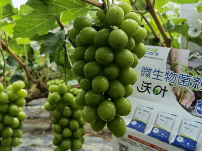 微生物菌劑哪個牌子好？李大姐認(rèn)可沃葉！