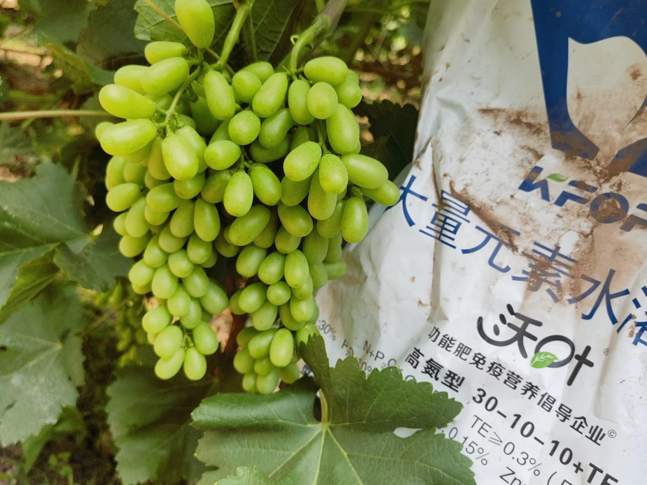 葡萄轉(zhuǎn)色期用什么肥料好？附克倫生轉(zhuǎn)色方案