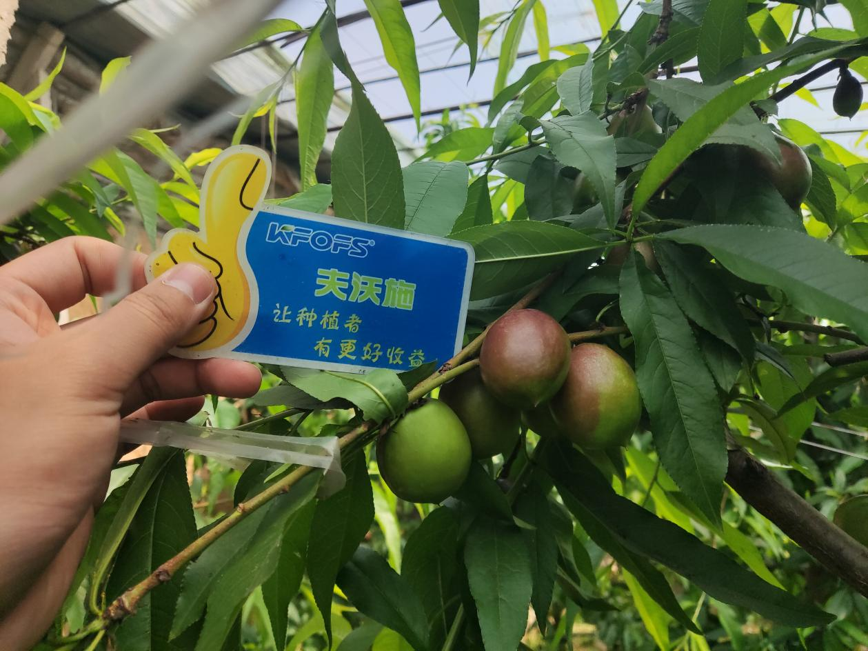 桃樹施什么肥料？劉大哥告訴你