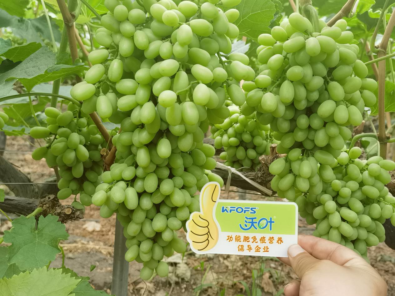葉面肥怎么選？看李大哥怎么說