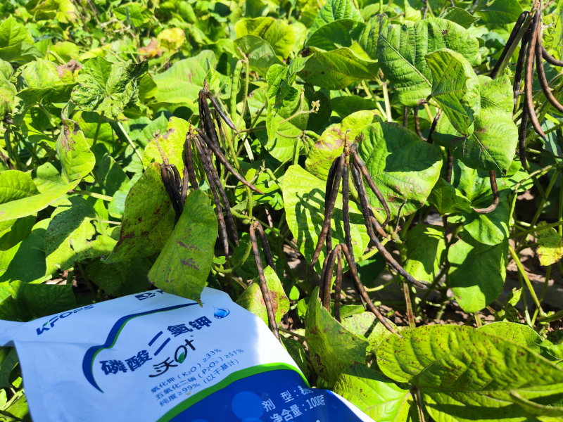 葉面肥在綠豆效果怎么樣？