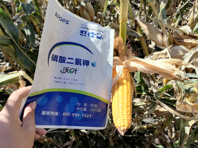 磷酸二氫鉀在玉米上效果怎么樣？
